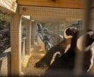40 pingüinos de Magallanes llegaron a Río Negro tras el cierre del Aquarium de Mar del Plata